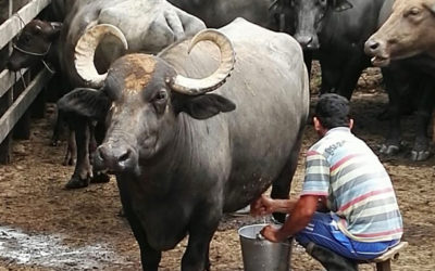 Ecobúfalo Campesino llega a Corferias en Agroexpo 2019.