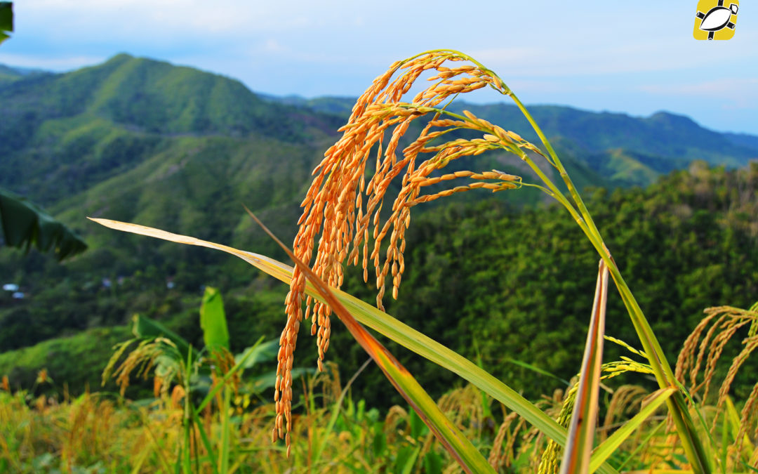 El cultivo de arroz como una alternativa productiva para la seguridad y soberanía alimentaria en la región.
